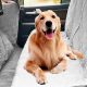 Top 10 Dog Car Seat Covers for 2024 | My Caring Dog – Tips, Stories, and Care Guides for Loving Pet Owners