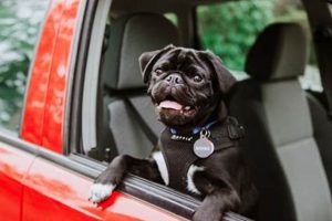 How To Train Dog To Jump Into Car My Caring Dog – Tips, Stories, and Care Guides for Loving Pet Owners How To Train Dog To Jump Into Car | My Caring Dog – Tips, Stories, and Care Guides for Loving Pet Owners