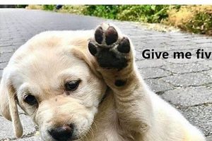 Best "Give Me Dog" Car Accessories My Caring Dog – Tips, Stories, and Care Guides for Loving Pet Owners Best "Give Me Dog" Car Accessories | My Caring Dog – Tips, Stories, and Care Guides for Loving Pet Owners
