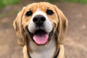 Top 10 Low-Maintenance Big Dog Breeds My Caring Dog – Tips, Stories, and Care Guides for Loving Pet Owners Top 10 Low-Maintenance Big Dog Breeds | My Caring Dog – Tips, Stories, and Care Guides for Loving Pet Owners