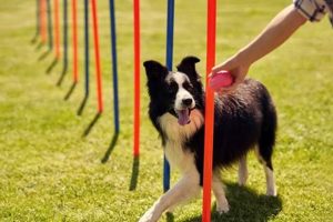 Best Dog Training Near Me: Car Dog Experts My Caring Dog – Tips, Stories, and Care Guides for Loving Pet Owners Best Dog Training Near Me: Car Dog Experts | My Caring Dog – Tips, Stories, and Care Guides for Loving Pet Owners