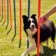 Best Dog Training Near Me: Car Dog Experts | My Caring Dog – Tips, Stories, and Care Guides for Loving Pet Owners