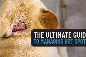Dog Hot Spot Care: A Vet's Guide My Caring Dog – Tips, Stories, and Care Guides for Loving Pet Owners Dog Hot Spot Care: A Vet's Guide | My Caring Dog – Tips, Stories, and Care Guides for Loving Pet Owners