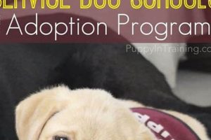 Give Retired Service Dogs a Loving Home My Caring Dog – Tips, Stories, and Care Guides for Loving Pet Owners Give Retired Service Dogs a Loving Home | My Caring Dog – Tips, Stories, and Care Guides for Loving Pet Owners