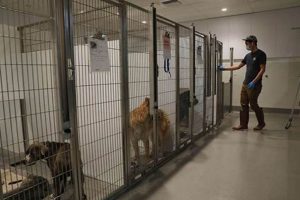Sf Animal Care And Control Dogs My Caring Dog – Tips, Stories, and Care Guides for Loving Pet Owners Sf Animal Care And Control Dogs | My Caring Dog – Tips, Stories, and Care Guides for Loving Pet Owners