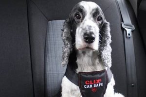 Top All Safe Dog Car Harnesses for Travel My Caring Dog – Tips, Stories, and Care Guides for Loving Pet Owners Top All Safe Dog Car Harnesses for Travel | My Caring Dog – Tips, Stories, and Care Guides for Loving Pet Owners