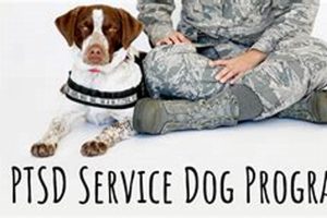 Best Service Dog Training Programs & Certification My Caring Dog – Tips, Stories, and Care Guides for Loving Pet Owners Best Service Dog Training Programs & Certification | My Caring Dog – Tips, Stories, and Care Guides for Loving Pet Owners