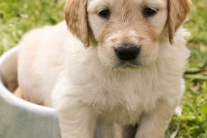 Cheapest Dogs to Own: Cost-Effective Breeds My Caring Dog – Tips, Stories, and Care Guides for Loving Pet Owners Cheapest Dogs to Own: Cost-Effective Breeds | My Caring Dog – Tips, Stories, and Care Guides for Loving Pet Owners