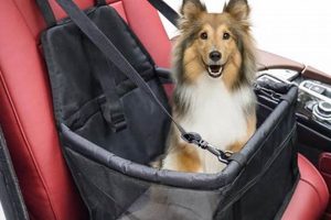Top Small Dog Car Carriers: Safe & Secure My Caring Dog – Tips, Stories, and Care Guides for Loving Pet Owners Top Small Dog Car Carriers: Safe & Secure | My Caring Dog – Tips, Stories, and Care Guides for Loving Pet Owners