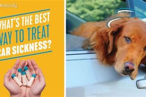 Soothe Dog Car Sickness: Natural Remedies My Caring Dog – Tips, Stories, and Care Guides for Loving Pet Owners Soothe Dog Car Sickness: Natural Remedies | My Caring Dog – Tips, Stories, and Care Guides for Loving Pet Owners