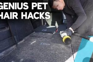 Top Tips: Dog Hair Removal in Car Made Easy My Caring Dog – Tips, Stories, and Care Guides for Loving Pet Owners Top Tips: Dog Hair Removal in Car Made Easy | My Caring Dog – Tips, Stories, and Care Guides for Loving Pet Owners