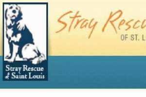 St. Louis Animal Control: City Pet Safety Guide | My Caring Dog – Tips, Stories, and Care Guides for Loving Pet Owners