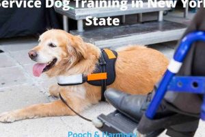 Best Service Dog Training in NYC: Top Programs | My Caring Dog – Tips, Stories, and Care Guides for Loving Pet Owners