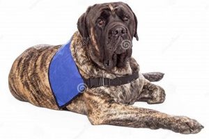 The Gentle Giant: English Mastiff Service Dogs My Caring Dog – Tips, Stories, and Care Guides for Loving Pet Owners The Gentle Giant: English Mastiff Service Dogs | My Caring Dog – Tips, Stories, and Care Guides for Loving Pet Owners