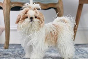 Ultimate Shih Tzu Dog Care Guide & Tips My Caring Dog – Tips, Stories, and Care Guides for Loving Pet Owners Ultimate Shih Tzu Dog Care Guide & Tips | My Caring Dog – Tips, Stories, and Care Guides for Loving Pet Owners