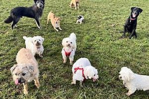 Pro TLC Pet Care & Dog Walking Services Near You My Caring Dog – Tips, Stories, and Care Guides for Loving Pet Owners Pro TLC Pet Care & Dog Walking Services Near You | My Caring Dog – Tips, Stories, and Care Guides for Loving Pet Owners
