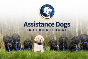 Global Support for Service Dogs International & Training My Caring Dog – Tips, Stories, and Care Guides for Loving Pet Owners Global Support for Service Dogs International & Training | My Caring Dog – Tips, Stories, and Care Guides for Loving Pet Owners