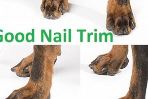 Essential Dog Claw Care Tips & Tricks Safem Fabrication - Precision Engineering & Custom Manufacturing Solutions Essential Dog Claw Care Tips & Tricks | Safem Fabrication - Precision Engineering & Custom Manufacturing Solutions