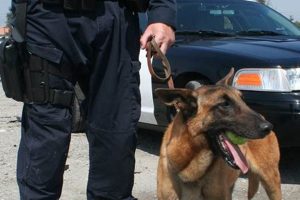 Top K9 Jobs: Car Dog & Police Careers | My Caring Dog – Tips, Stories, and Care Guides for Loving Pet Owners