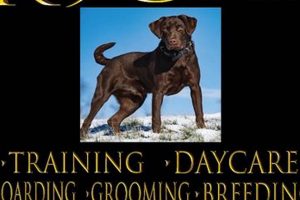 Best K9 University Washington Reviews & Ratings | My Caring Dog – Tips, Stories, and Care Guides for Loving Pet Owners