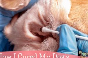 Dog Ear Infection Home Care Tips & Tricks My Caring Dog – Tips, Stories, and Care Guides for Loving Pet Owners Dog Ear Infection Home Care Tips & Tricks | My Caring Dog – Tips, Stories, and Care Guides for Loving Pet Owners
