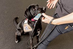 Get a Service Dog in NC: Your Complete Guide My Caring Dog – Tips, Stories, and Care Guides for Loving Pet Owners Get a Service Dog in NC: Your Complete Guide | My Caring Dog – Tips, Stories, and Care Guides for Loving Pet Owners
