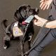 Get a Service Dog in NC: Your Complete Guide | My Caring Dog – Tips, Stories, and Care Guides for Loving Pet Owners