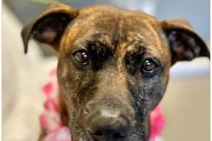 Find Violet Dogs for Adoption on Long Island My Caring Dog – Tips, Stories, and Care Guides for Loving Pet Owners Find Violet Dogs for Adoption on Long Island | My Caring Dog – Tips, Stories, and Care Guides for Loving Pet Owners