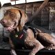 Top-Rated Dog Car Harnesses: Wirecutter's Best Picks | My Caring Dog – Tips, Stories, and Care Guides for Loving Pet Owners