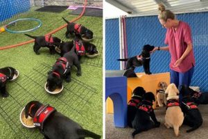 Best Service Dog Resources | service dog.org My Caring Dog – Tips, Stories, and Care Guides for Loving Pet Owners Best Service Dog Resources | service dog.org | My Caring Dog – Tips, Stories, and Care Guides for Loving Pet Owners