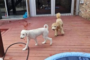 Best Service Dog Training in Houston, TX | My Caring Dog – Tips, Stories, and Care Guides for Loving Pet Owners
