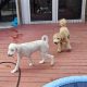 Best Service Dog Training in Houston, TX | My Caring Dog – Tips, Stories, and Care Guides for Loving Pet Owners