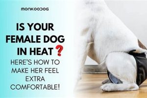 Ultimate Guide: Dog In Heat Care Tips & Tricks My Caring Dog – Tips, Stories, and Care Guides for Loving Pet Owners Ultimate Guide: Dog In Heat Care Tips & Tricks | My Caring Dog – Tips, Stories, and Care Guides for Loving Pet Owners