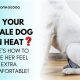 Ultimate Guide: Dog In Heat Care Tips & Tricks | My Caring Dog – Tips, Stories, and Care Guides for Loving Pet Owners