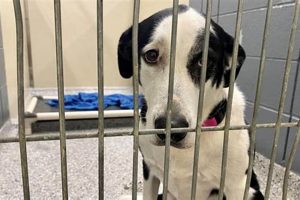 Best Dog Pounds in St. Louis, MO | Car Dog Friendly My Caring Dog – Tips, Stories, and Care Guides for Loving Pet Owners Best Dog Pounds in St. Louis, MO | Car Dog Friendly | My Caring Dog – Tips, Stories, and Care Guides for Loving Pet Owners