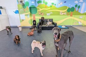 Top Edinburgh Dog Day Care: Best Care Safem Fabrication - Precision Engineering & Custom Manufacturing Solutions Top Edinburgh Dog Day Care: Best Care | Safem Fabrication - Precision Engineering & Custom Manufacturing Solutions