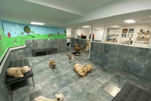 Top-Rated NYC Dog Day Care: Find the Best My Caring Dog – Tips, Stories, and Care Guides for Loving Pet Owners Top-Rated NYC Dog Day Care: Find the Best | My Caring Dog – Tips, Stories, and Care Guides for Loving Pet Owners