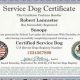ADA Dog Certification: Facts & Myths for Car Owners | My Caring Dog – Tips, Stories, and Care Guides for Loving Pet Owners
