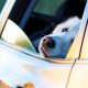 Soothe Anxious Dogs in Cars: Expert Tips & Tricks | My Caring Dog – Tips, Stories, and Care Guides for Loving Pet Owners