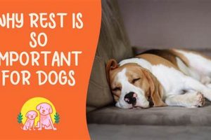 Top Reasons Why Dogs Are Important for Car Owners My Caring Dog – Tips, Stories, and Care Guides for Loving Pet Owners Top Reasons Why Dogs Are Important for Car Owners | My Caring Dog – Tips, Stories, and Care Guides for Loving Pet Owners