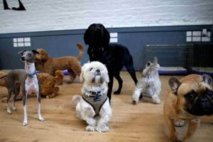 Best Dog Day Care in London UK: Top Centers | My Caring Dog – Tips, Stories, and Care Guides for Loving Pet Owners
