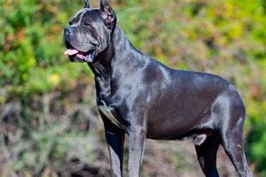 Best Trained Canine Dog Companions for Cars My Caring Dog – Tips, Stories, and Care Guides for Loving Pet Owners Best Trained Canine Dog Companions for Cars | My Caring Dog – Tips, Stories, and Care Guides for Loving Pet Owners