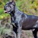 Best Trained Canine Dog Companions for Cars | My Caring Dog – Tips, Stories, and Care Guides for Loving Pet Owners