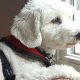 Find Car Dog Shares Near Me | Local Paw Pals | My Caring Dog – Tips, Stories, and Care Guides for Loving Pet Owners