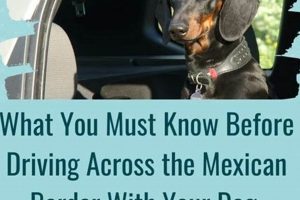 Driving to Mexico With Your Dog: Guide & Tips | My Caring Dog – Tips, Stories, and Care Guides for Loving Pet Owners