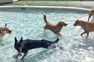 Top Dog Day Care in Fort Myers, FL | My Caring Dog – Tips, Stories, and Care Guides for Loving Pet Owners