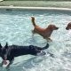 Top Dog Day Care in Fort Myers, FL | My Caring Dog – Tips, Stories, and Care Guides for Loving Pet Owners