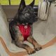 Best Kurgo Dog Car Seat Covers: Ultimate Guide | My Caring Dog – Tips, Stories, and Care Guides for Loving Pet Owners