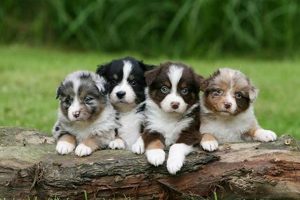 Best Car Accessories for Canines My Caring Dog – Tips, Stories, and Care Guides for Loving Pet Owners Best Car Accessories for Canines | My Caring Dog – Tips, Stories, and Care Guides for Loving Pet Owners