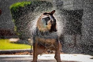 Dog Shaking In Car My Caring Dog – Tips, Stories, and Care Guides for Loving Pet Owners Dog Shaking In Car | My Caring Dog – Tips, Stories, and Care Guides for Loving Pet Owners